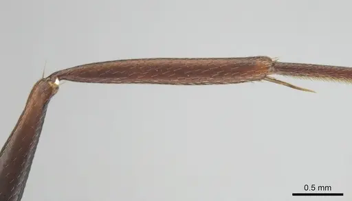 Camponotus cosmicus - CASENT0254032