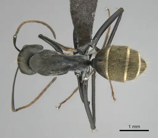 Camponotus cosmicus - CASENT0254183