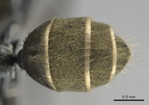 Camponotus cosmicus - CASENT0254183