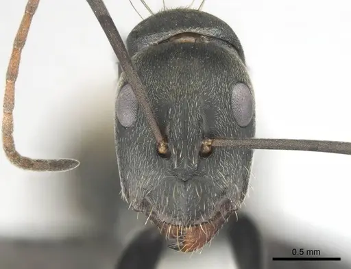 Camponotus cosmicus - CASENT0254183