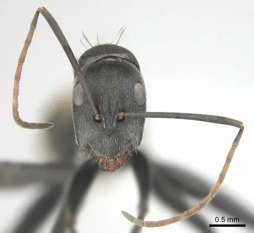 Camponotus cosmicus - CASENT0254183