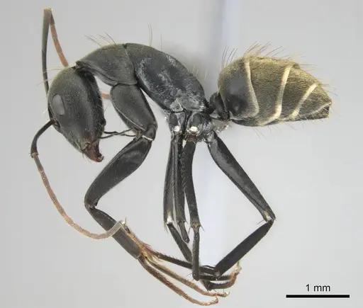 Camponotus cosmicus - CASENT0254183