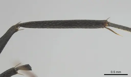 Camponotus cosmicus - CASENT0254183