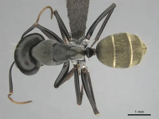 Camponotus cosmicus - CASENT0255996