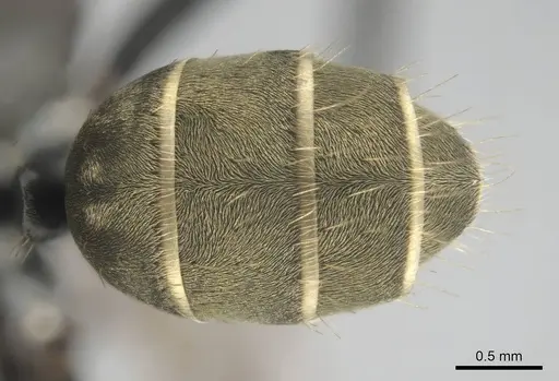 Camponotus cosmicus - CASENT0255996