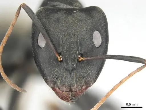 Camponotus cosmicus - CASENT0255996