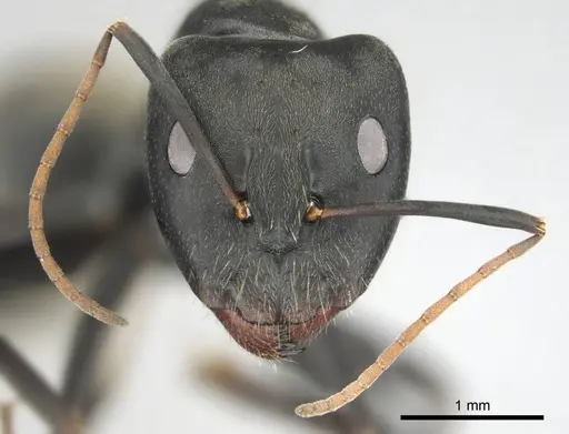 Camponotus cosmicus - CASENT0255996