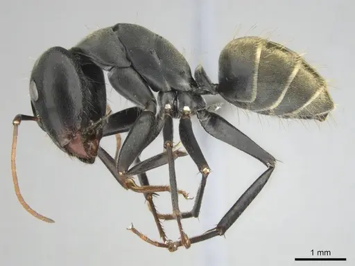Camponotus cosmicus - CASENT0255996