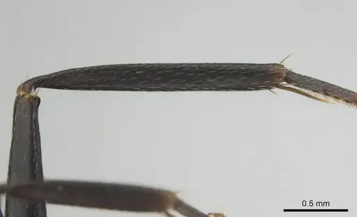 Camponotus cosmicus - CASENT0255996