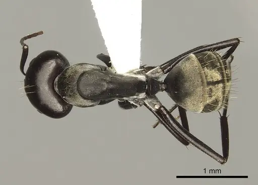 Camponotus cosmicus - CASENT0280311