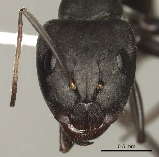 Camponotus cosmicus - CASENT0280311