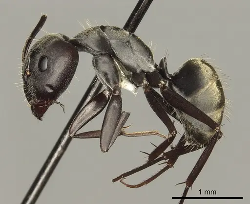 Camponotus cosmicus - CASENT0280311