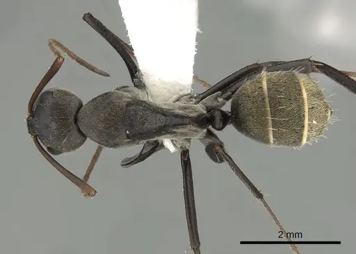 Camponotus cosmicus - CASENT0280312