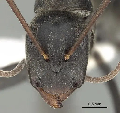 Camponotus cosmicus - CASENT0280312