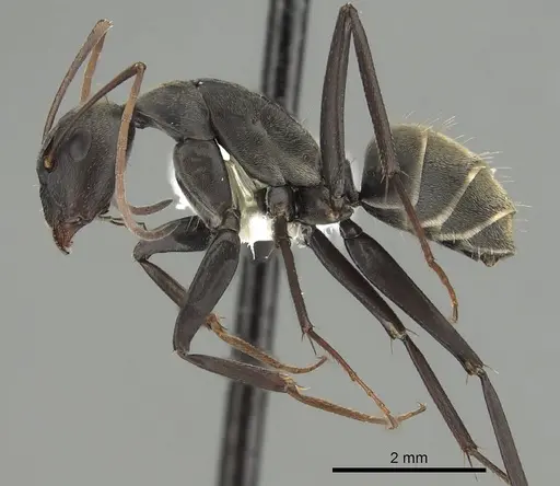 Camponotus cosmicus - CASENT0280312