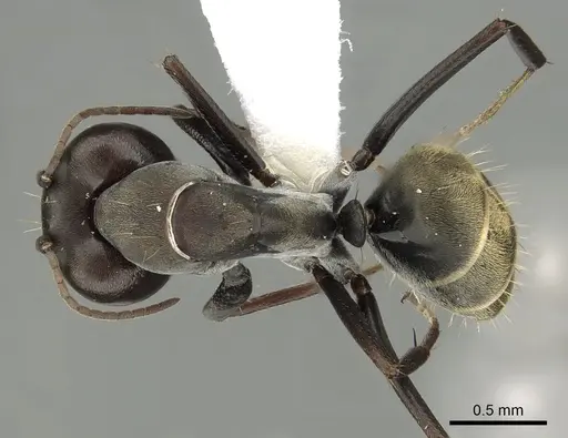 Camponotus cosmicus - CASENT0280313