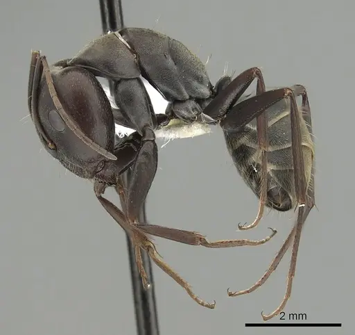 Camponotus cosmicus - CASENT0280313