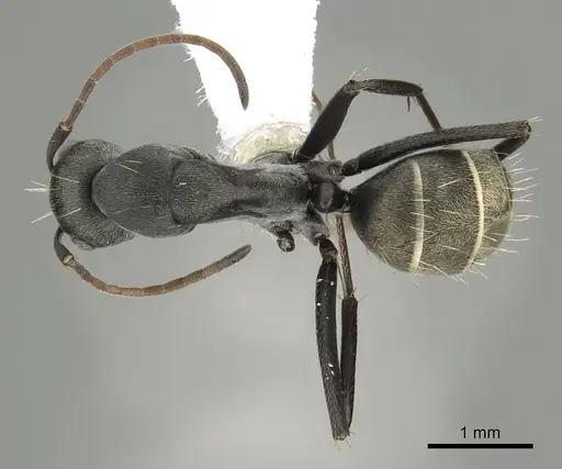 Camponotus cosmicus - CASENT0280314