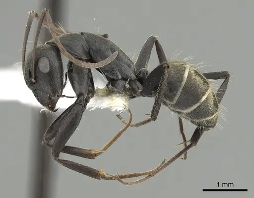 Camponotus cosmicus - CASENT0280314