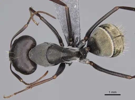 Camponotus cosmicus - CASENT0778493