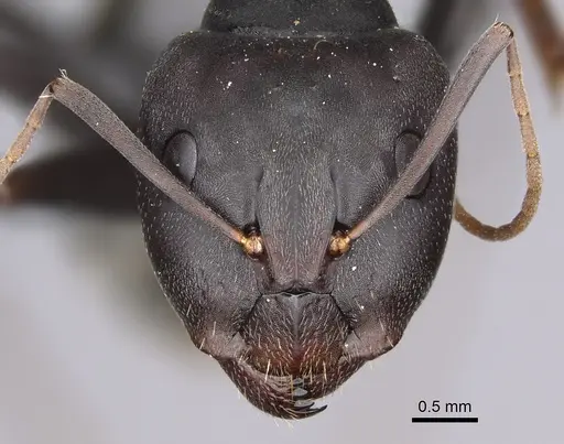 Camponotus cosmicus - CASENT0778493