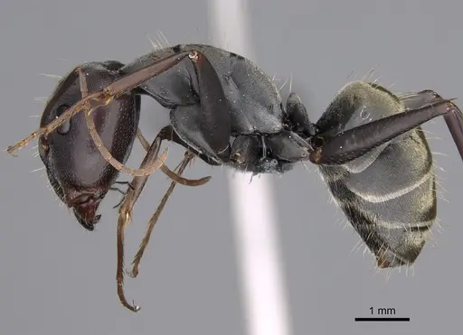 Camponotus cosmicus - CASENT0778493