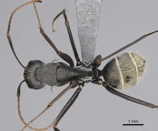 Camponotus cosmicus - CASENT0778494