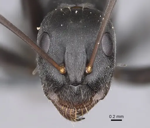 Camponotus cosmicus - CASENT0778494