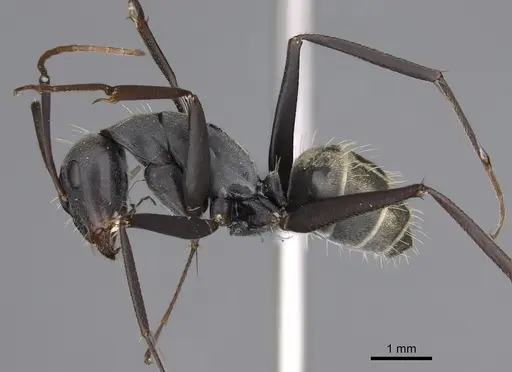 Camponotus cosmicus - CASENT0778494