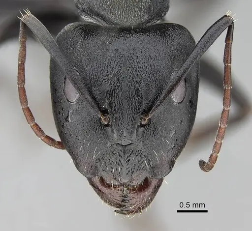 Camponotus cosmicus - CASENT0822204