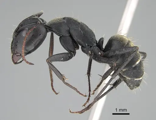 Camponotus cosmicus - CASENT0822204