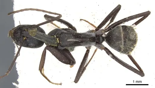 Camponotus cosmicus - CASENT0903509