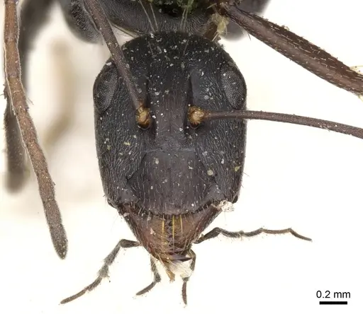 Camponotus cosmicus - CASENT0903509