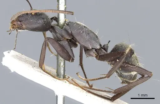 Camponotus cosmicus - CASENT0903509