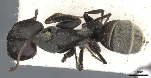 Camponotus cosmicus - CASENT0903510