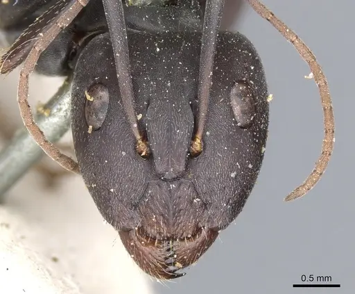 Camponotus cosmicus - CASENT0903510