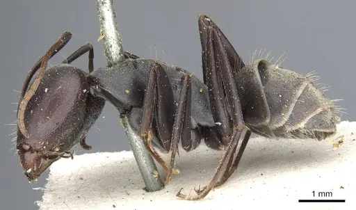 Camponotus cosmicus - CASENT0903510