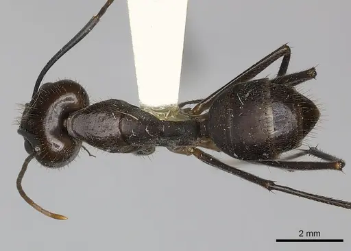 Camponotus coxalis specimen