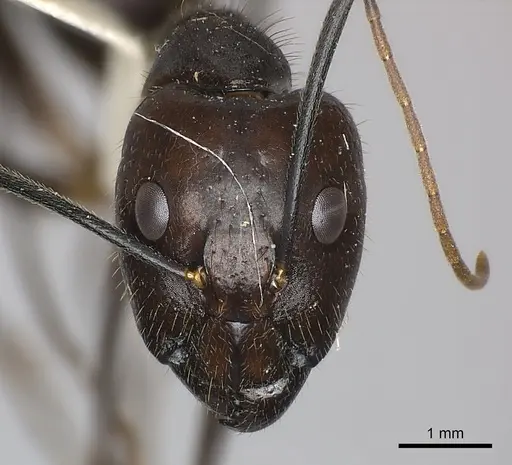 Camponotus coxalis specimen