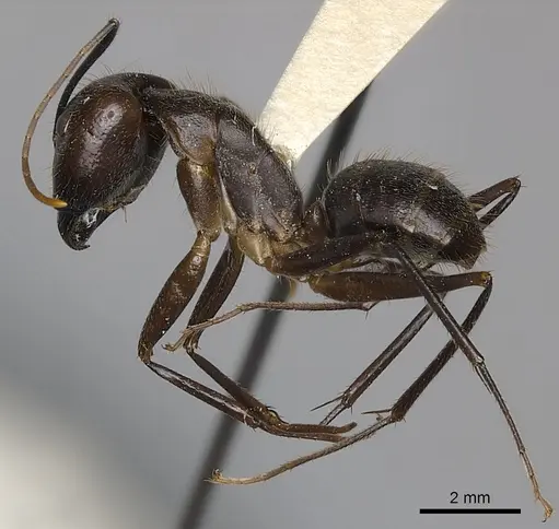 Camponotus coxalis specimen