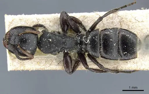 Camponotus crassicornis specimen