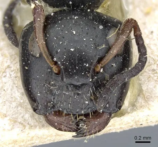 Camponotus crassicornis specimen