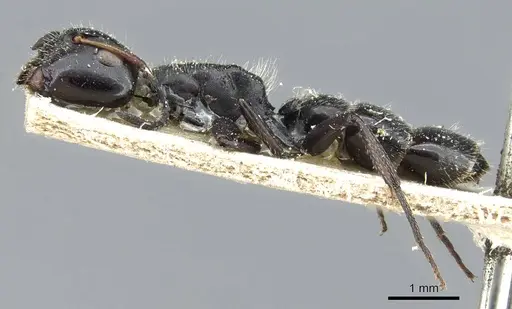 Camponotus crassicornis specimen