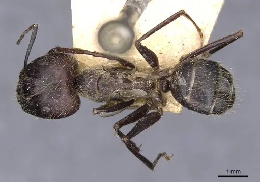 Camponotus crassisquamis specimen