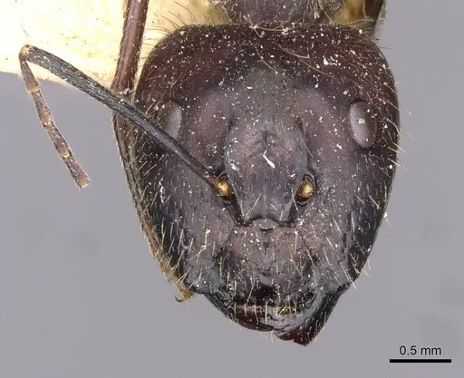 Camponotus crassisquamis specimen
