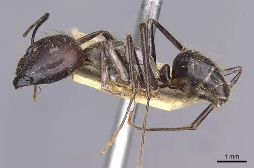Camponotus crassisquamis specimen