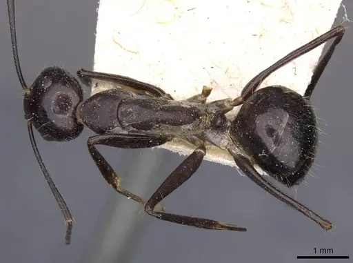 Camponotus crassisquamis - CASENT0910140