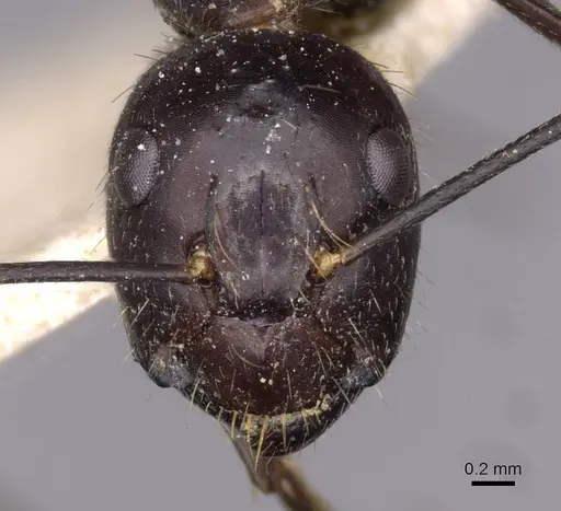 Camponotus crassisquamis - CASENT0910140