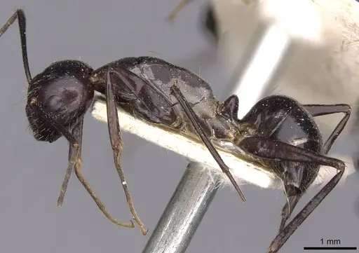 Camponotus crassisquamis - CASENT0910140