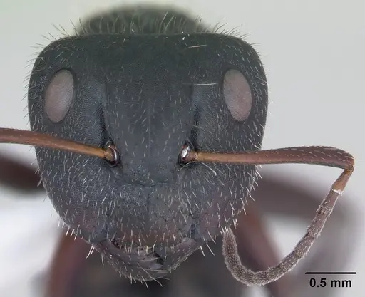 Camponotus crassus specimen